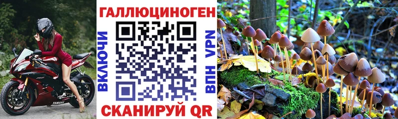 закладки Назрань Псилоцибиновые грибы Magic Shrooms
